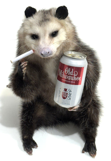 Opossum -- Smoking & Drinking Taxidermy Mount image 1