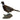 Ringneck Pheasant Standing on Driftwood Taxidermy image 0
