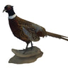 Ringneck Pheasant Standing on Driftwood Taxidermy image 0