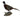 Ringneck Pheasant Standing on Driftwood Taxidermy image 0