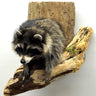 Raccoon Half Mount on Driftwood - Wall Mount image 0