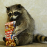 Snackin' Cracker Jack Raccoon Taxidermy image 0