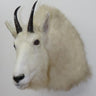 Mountain Goat Shoulder Mount image 0