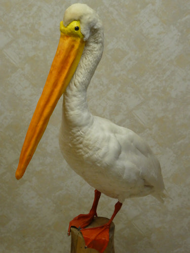 Faux Pelican Taxidermy image 1