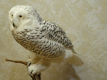 Standing Faux Snow Owl Taxidermy image 1