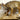 Coyote on Driftwood Taxidermy image 0