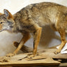 Coyote on Driftwood Taxidermy image 0