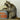 Minnow Bucket Raccoon Taxidermy image 0
