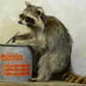 Minnow Bucket Raccoon Taxidermy image 0