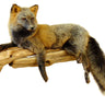 Laying Red and Silver Cross Fox Taxidemry Mount image 0