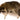 Raccoon Laying Taxidermy image 0
