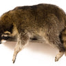 Raccoon Laying Taxidermy image 0