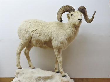 Lifesize Dall Sheep image 1
