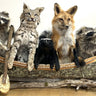 5 Animals in a canoe: Raccoon Bobcat Red Fox Skunk image 0