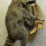 Raccoon Hanging on Driftwood image 0