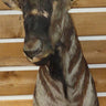 Blue Wildebeest Shoulder Mount image 0