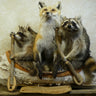 Noah's Ark --2 Raccoons 1 Red Fox Taxidermy image 0