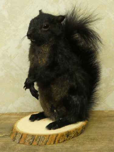 Standing Black Squirrel image 1