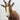 Blesbok Shoulder Mount image 0