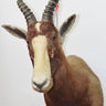 Blesbok Shoulder Mount image 0