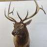 Elk Shoulder Mount image 0