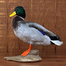 Mallard Duck image 0