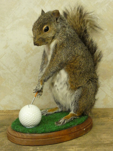 Golfing Squirrel Taxidermy image 1
