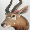Nyala Shoulder Mount image 0