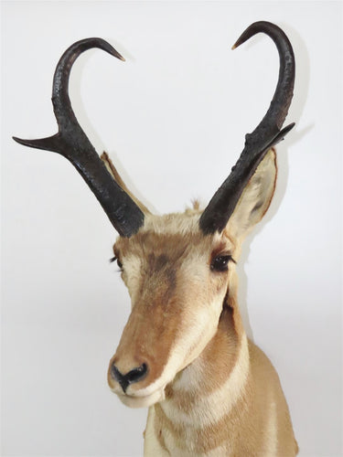 Pronghorn American Antelope Shoulder Mount image 1
