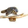 Raccoon Walking Taxidermy Mount image 0