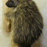 Porcupine on Driftwood Climbing Taxidermy image 0