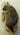 Porcupine on Driftwood Climbing Taxidermy image 0