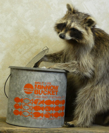 Minnow Bucket Raccoon Taxidermy image 1
