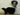 Skunk Standing Taxidermy image 1