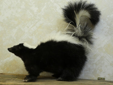 Skunk Standing Taxidermy image 1