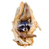 Peeping Raccoon - Single Taxidermy Mount image 0