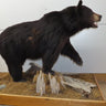 Large Standing Black Bear image 0