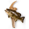 Small Mouth Bass Taxidermy image 0