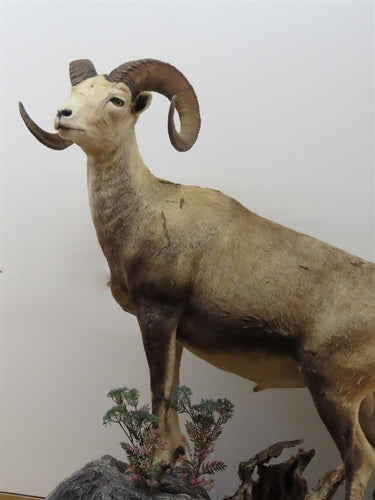 Lifesize Stone Sheep w/ Base image 1