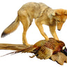 Coyote with Pheasant Taxidermy Mount image 0