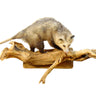 Climbing Opossum Taxidermy Mount image 0