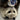Hanging Opossum w/ Beer Can Taxidermy Mount image 0