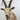 Ibex Shoulder Mount image 0