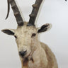 Ibex Shoulder Mount image 0