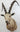 Ibex Shoulder Mount image 0