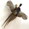Ringneck Pheasant Flying Taxidermy Mount image 0