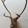 Caribou Shoulder Mount image 0