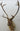 Caribou Shoulder Mount image 0