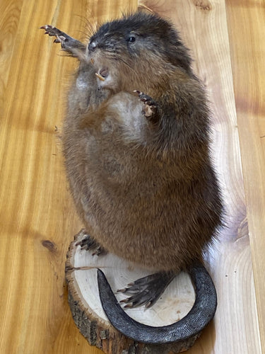 Muskrat image 1