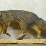Grey Fox Walking on Driftwood Taxidermy image 0